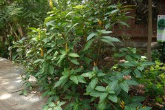 Sanchezia speciosa